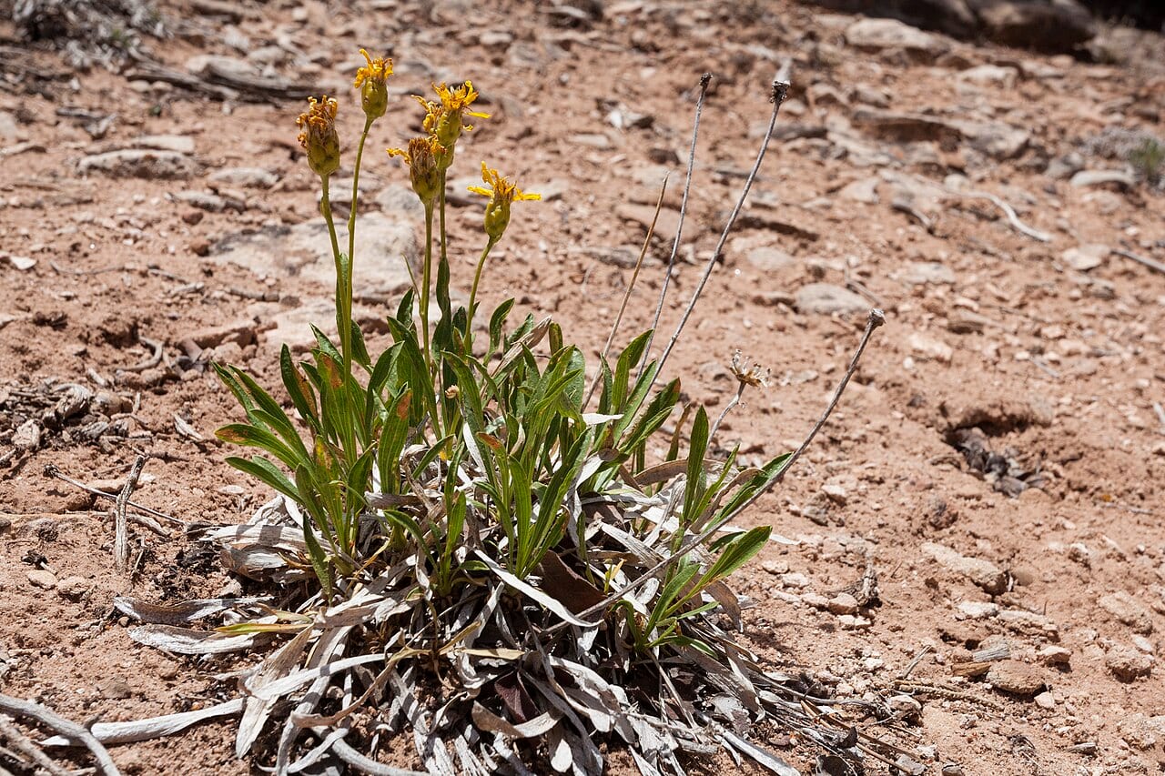 Thrift mock goldenweed (Stenotus armerioides)