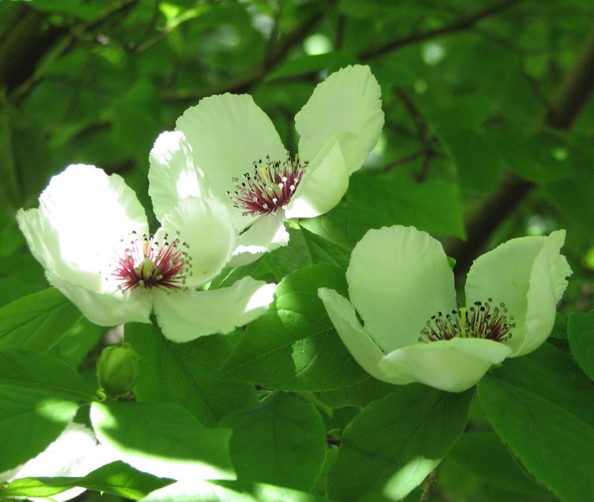 Silky camellia (Stewartia malacodendron)