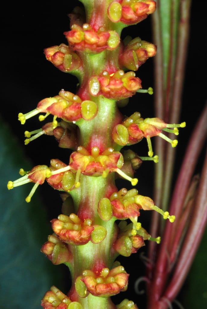 Queen's delight (Stillingia sylvatica ssp. sylvatica)