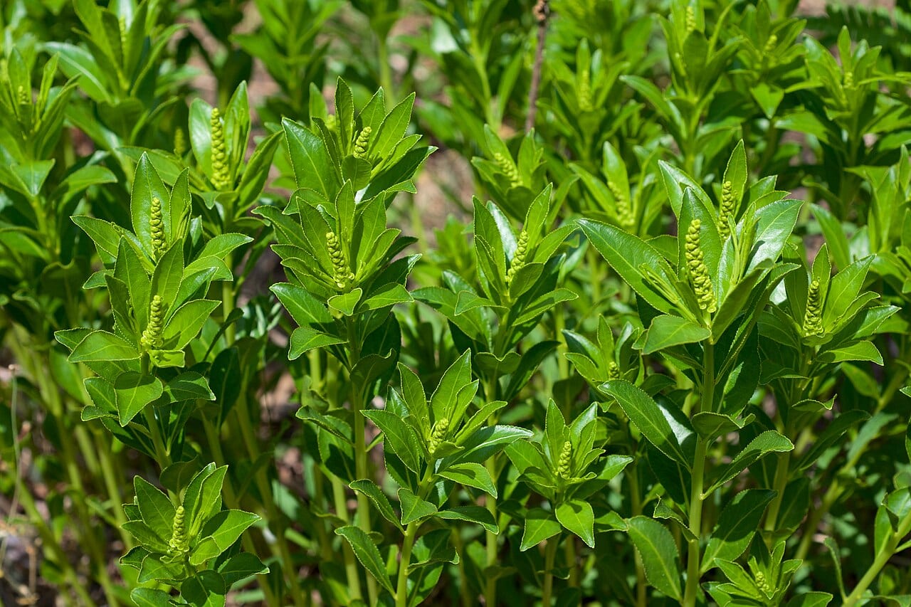 Queen's-delight (Stillingia sylvatica)