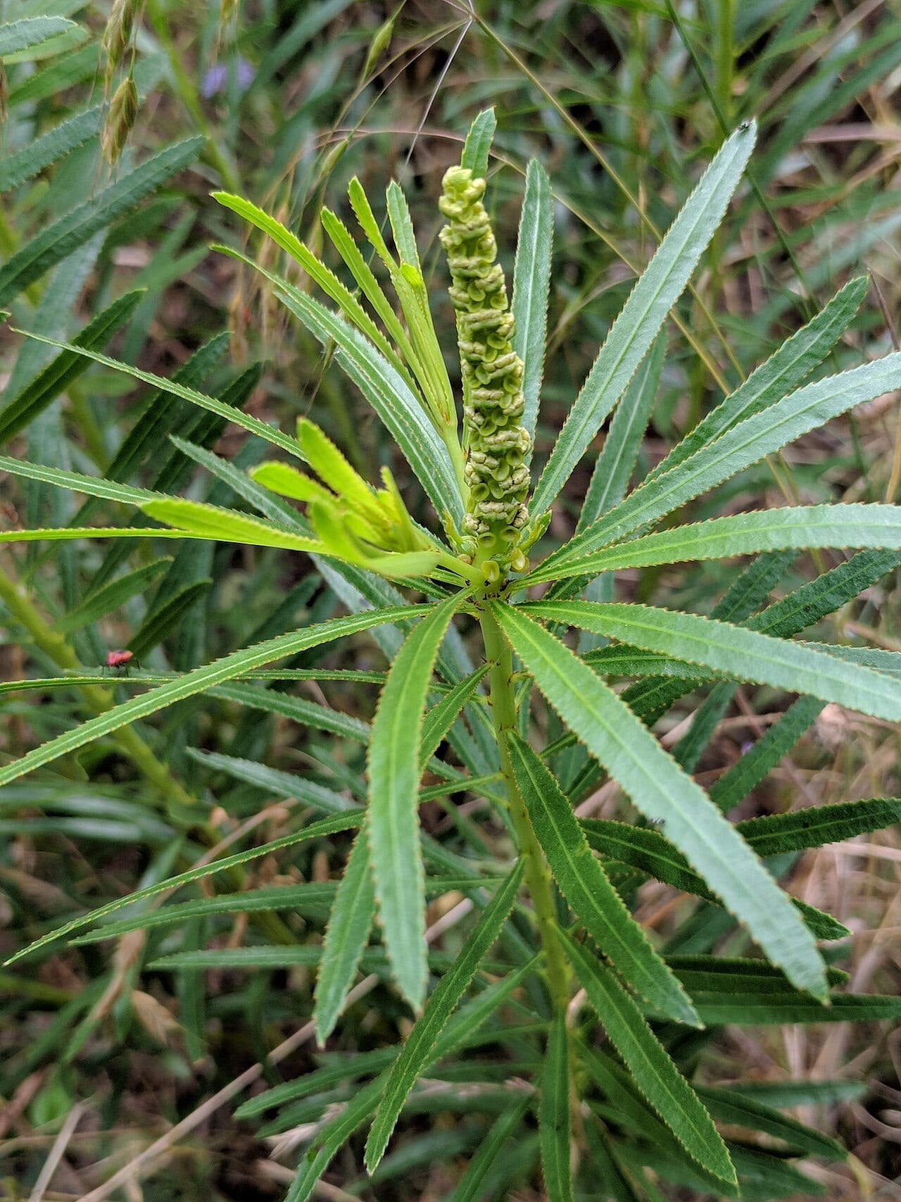Texas queen's delight (Stillingia texana)