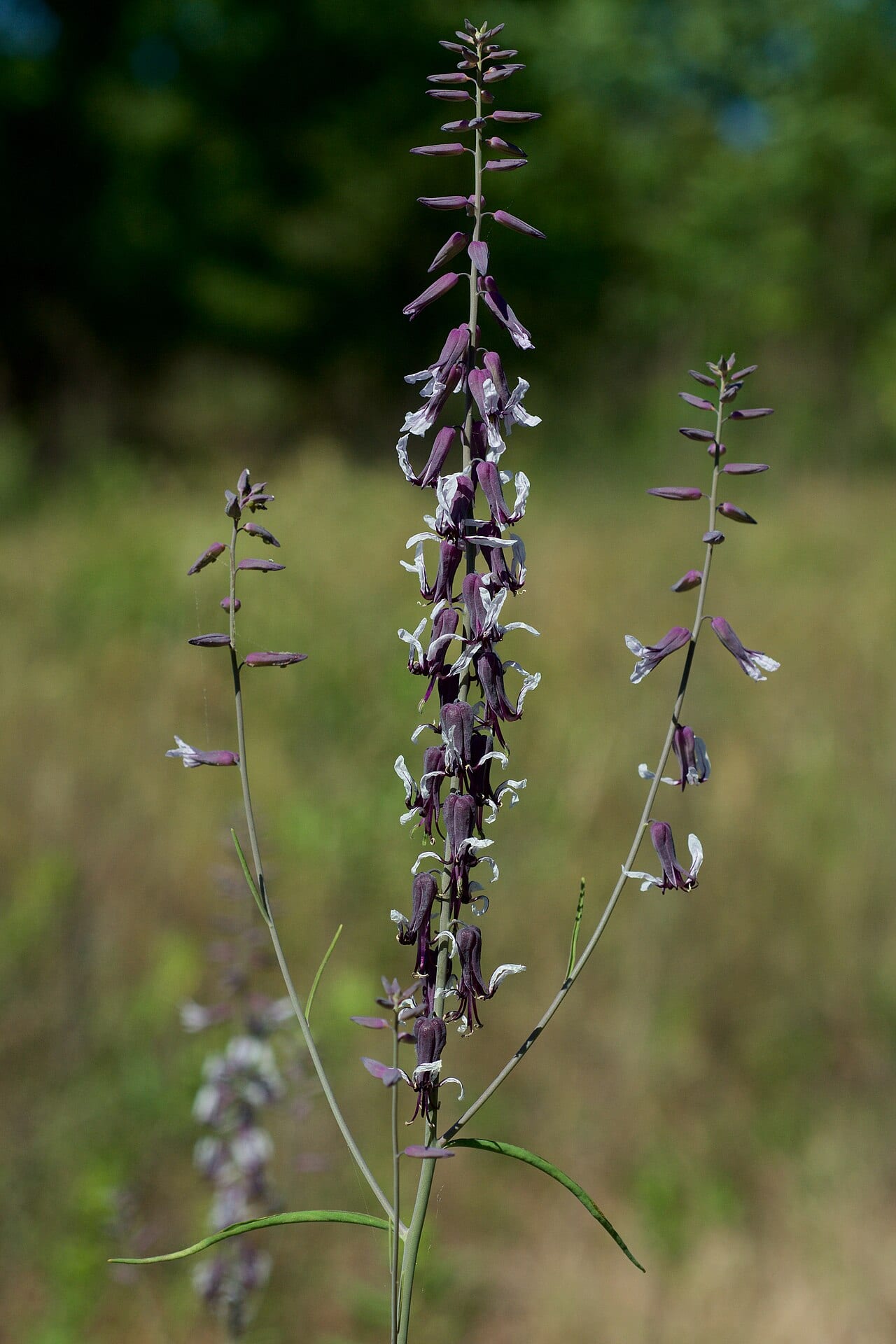 Smooth jewelflower (Streptanthus hyacinthoides)