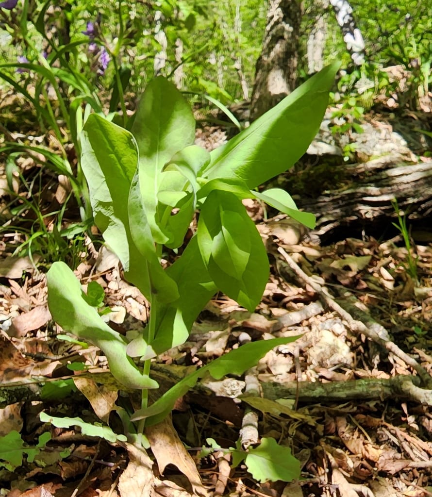 Clasping jewelflower (Streptanthus maculatus ssp. obtusifolius)