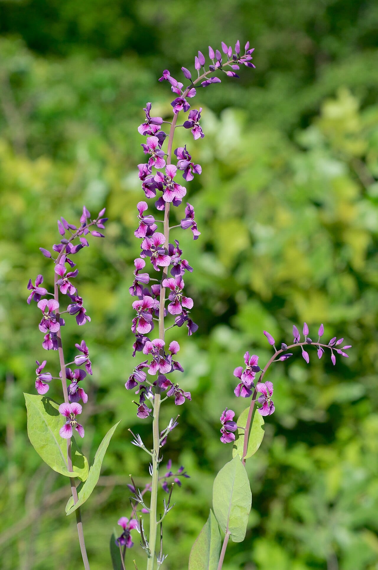 Clasping jewelflower (Streptanthus maculatus)