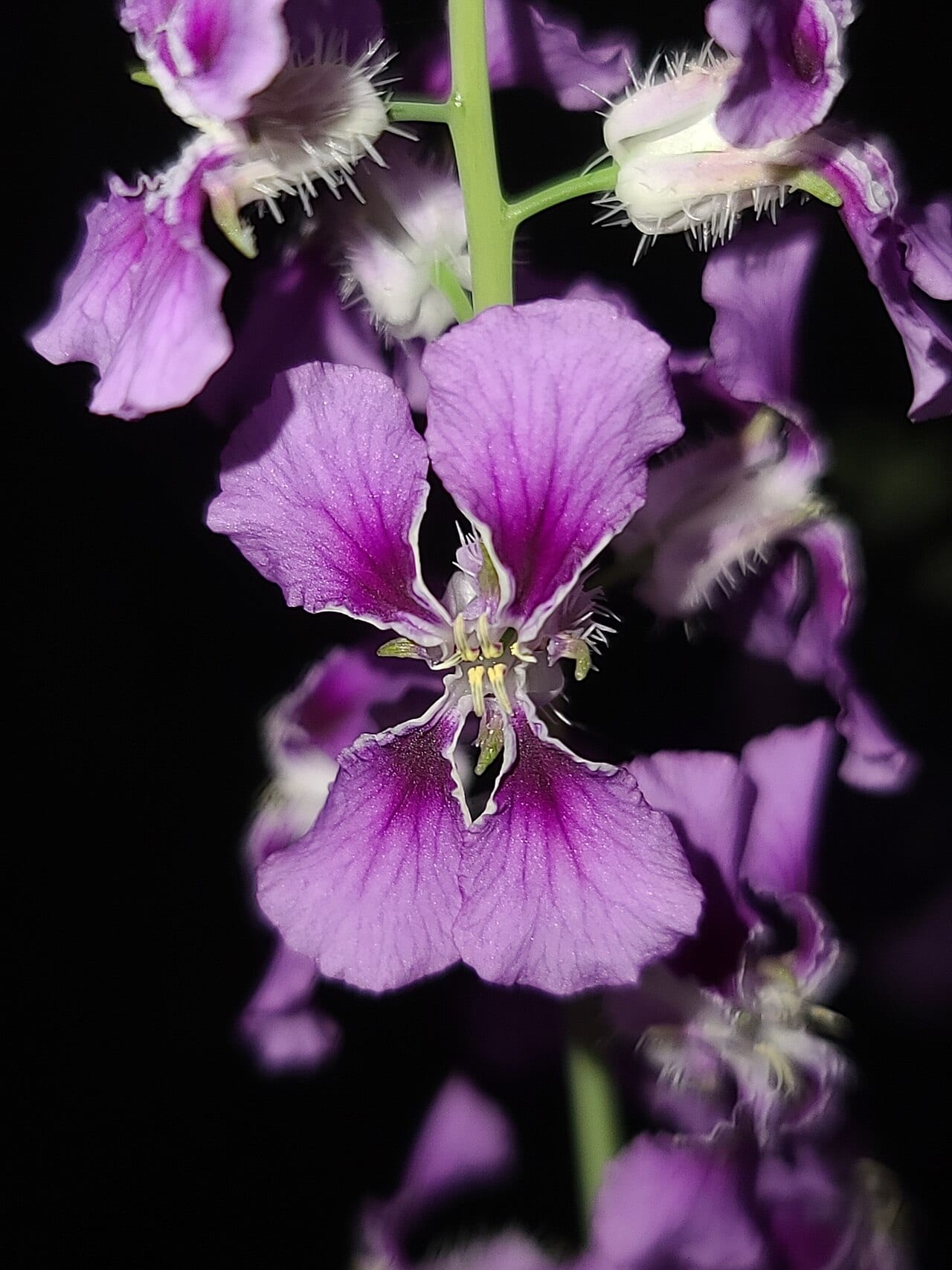 Pineoak jewelflower (Streptanthus squamiformis)