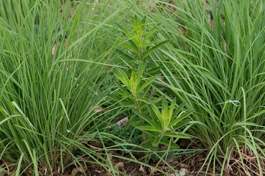 Butterfly milkweed (Asclepias tuberosa) blooming with little bluestem in a prairie planting