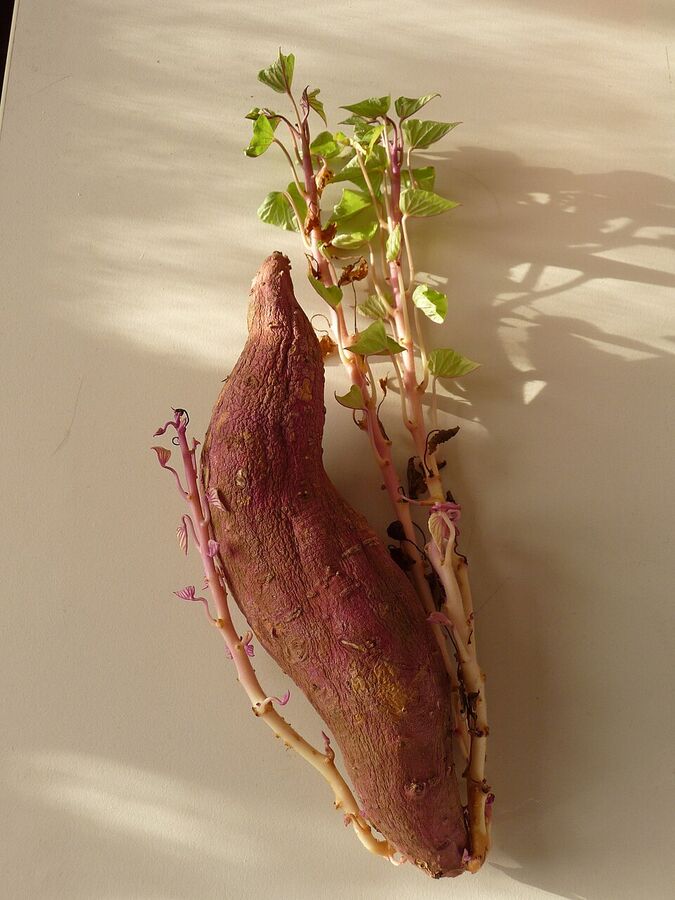 Sweet potato sprouting slips from a stored mother root