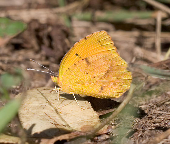 Sleepy orange butterfly (Abaeis nicippe) on foliage