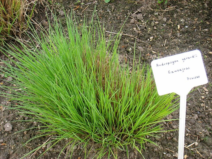 New spring growth of big bluestem with blue-green basal foliage