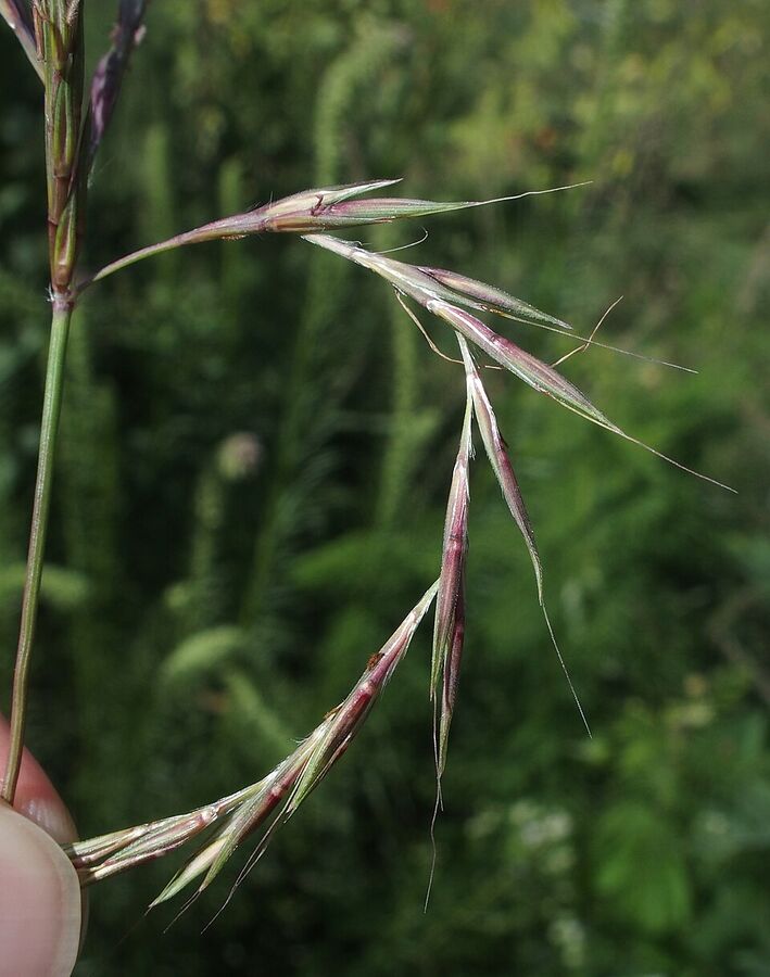 Close-up of paired spikelets along an Andropogon gerardii raceme