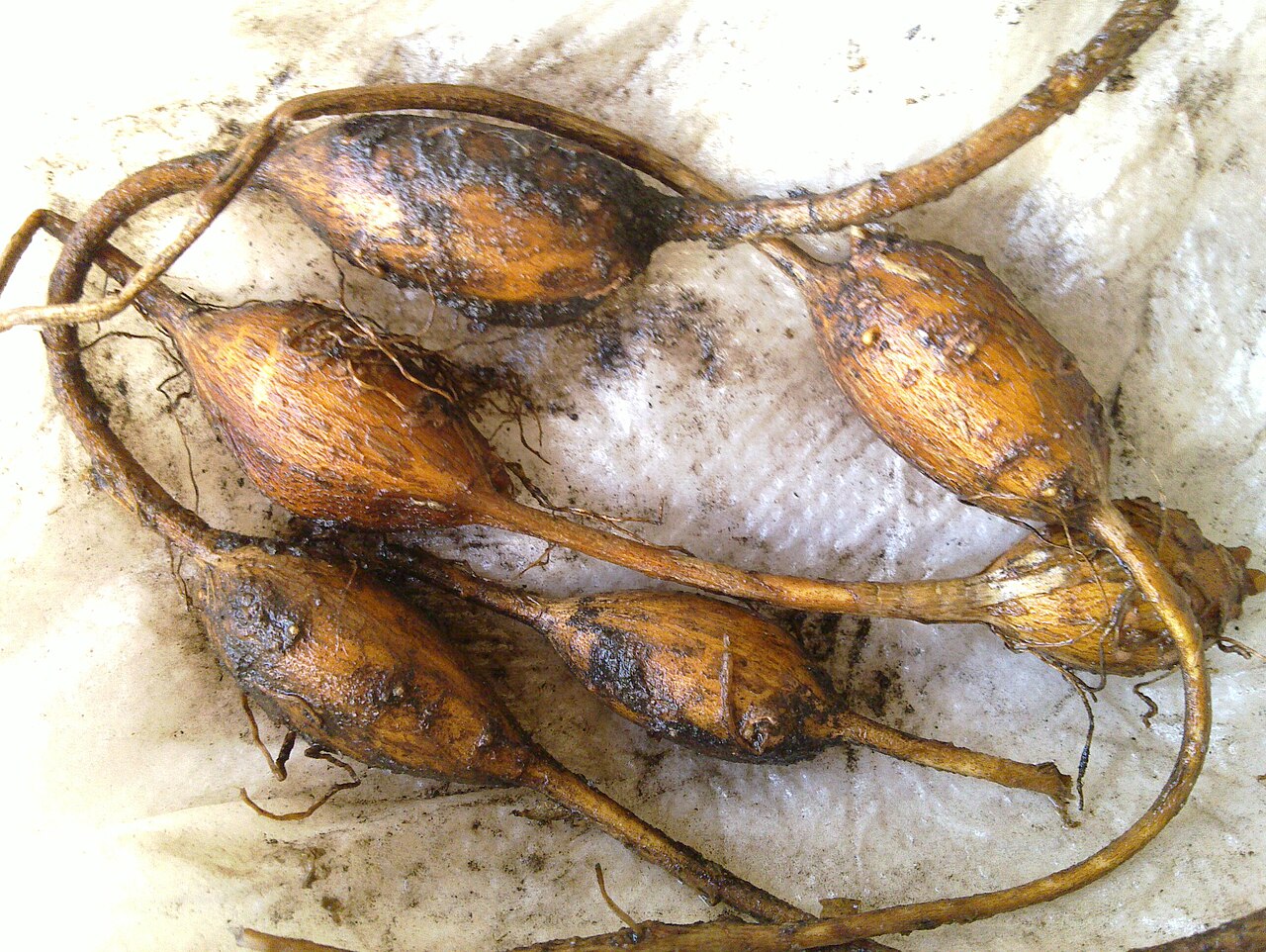 Apios americana harvested tubers — chains of brown-skinned, potato-like, starchy tubers