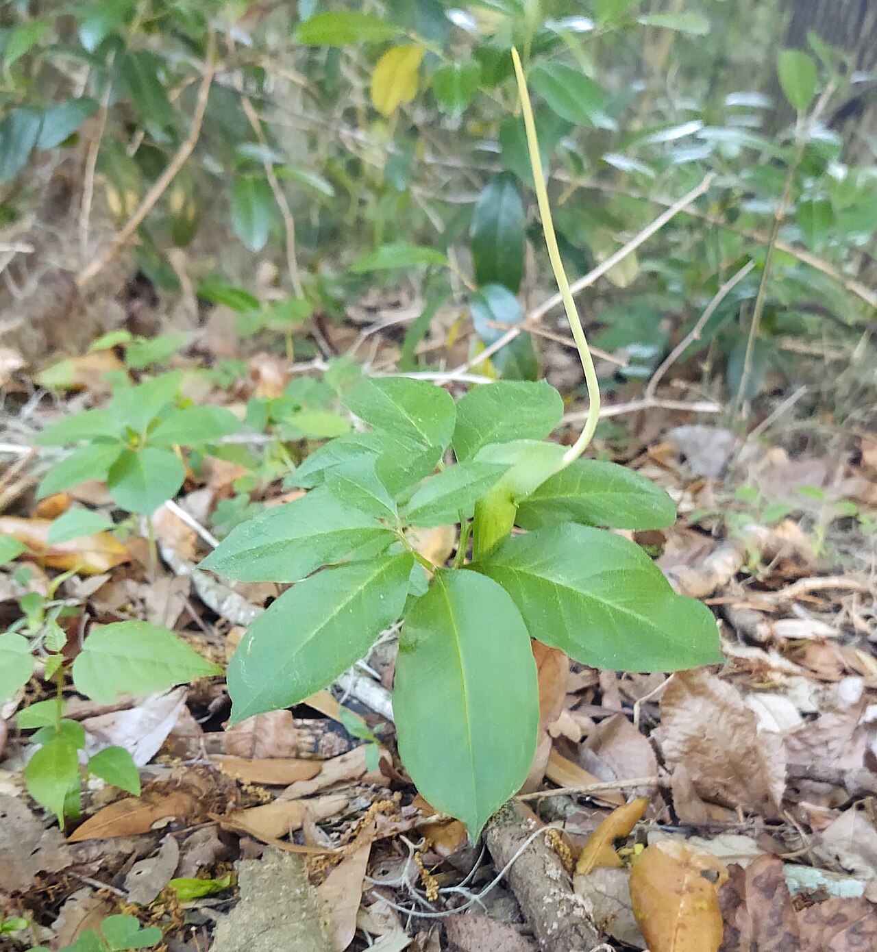 Arisaema dracontium — flowering habit