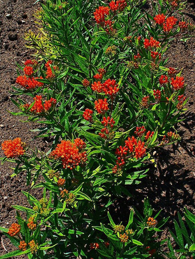 Asclepias tuberosa close-up of brilliant orange umbel showing reflexed petals and erect hoods