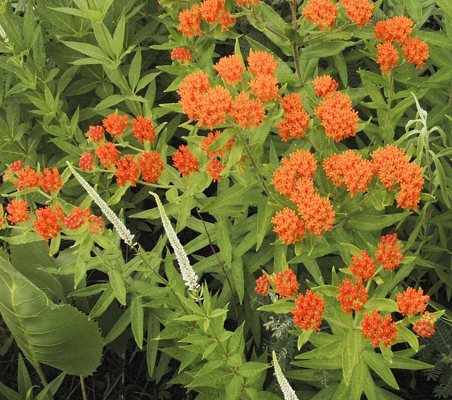 Whole flowering plant of butterfly milkweed in bloom on a sunny prairie site