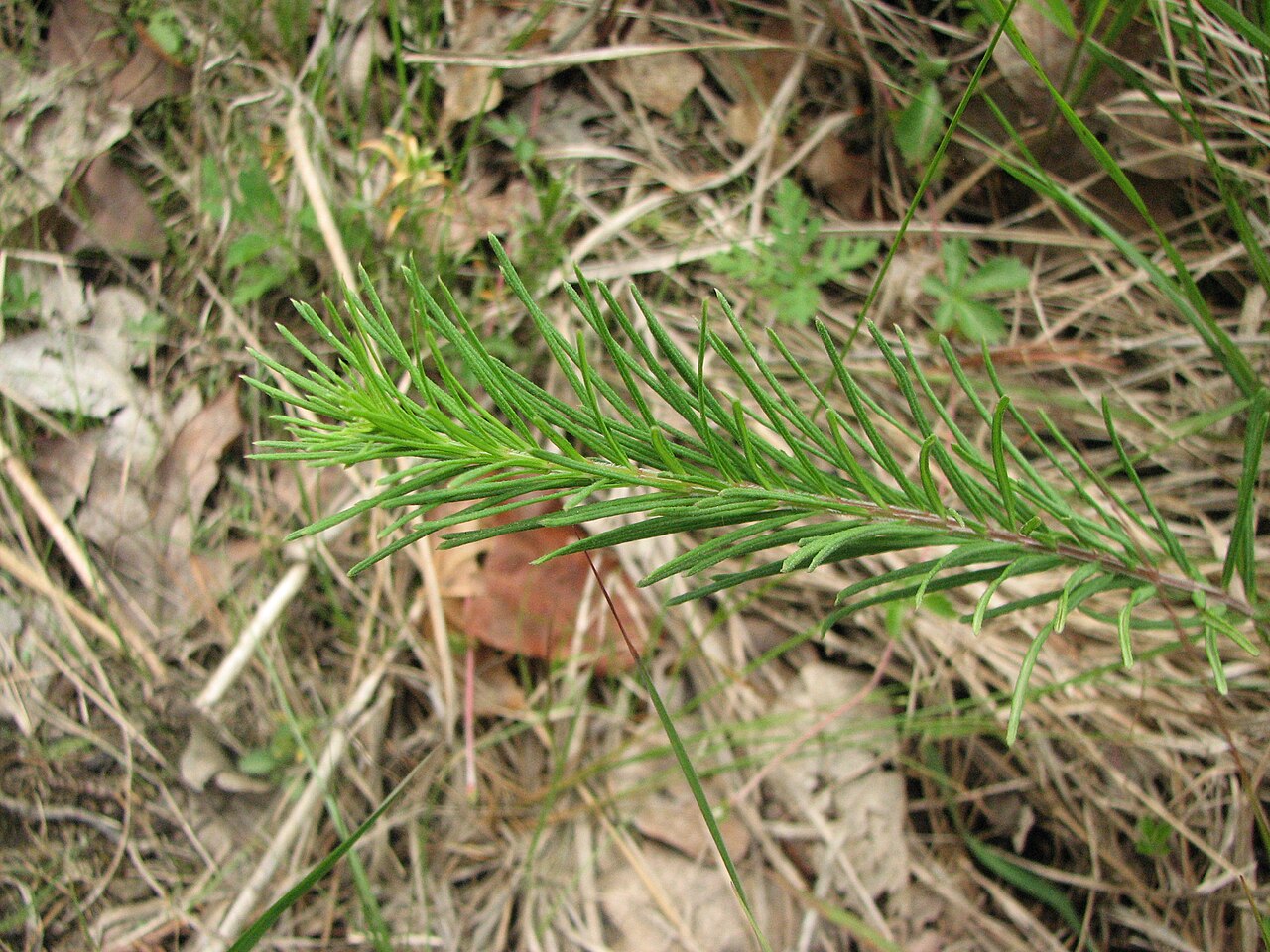 Whorled Milkweed needle-like leaves