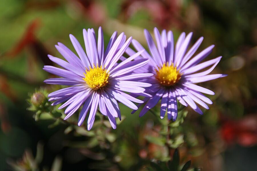 'Raydon's Favorite' aromatic aster — large lavender flowers