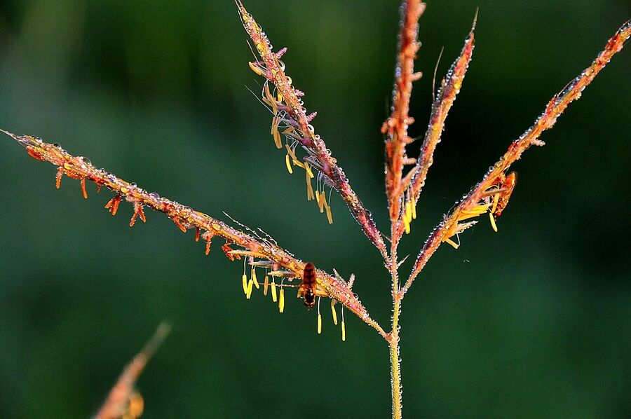 Big bluestem turkey-foot inflorescence in bloom