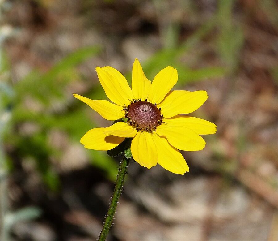 Close-up of a single Rudbeckia hirta flower head showing yellow ray florets and dark domed disk
