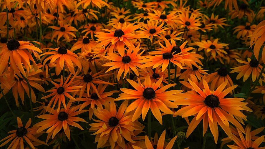 Field of Rudbeckia hirta blooming in a prairie meadow in midsummer