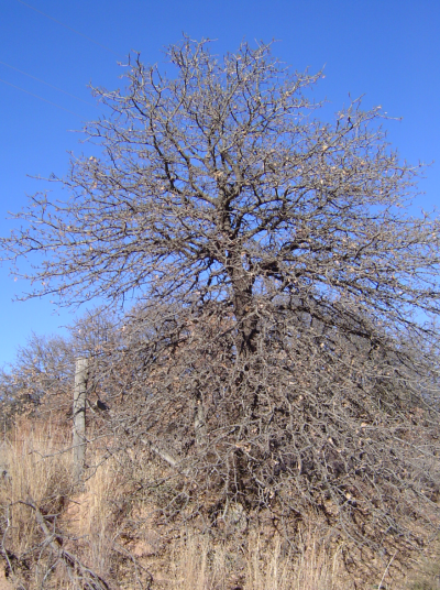 Blackjack oak with little bluestem grass — Cross Timbers savanna structure