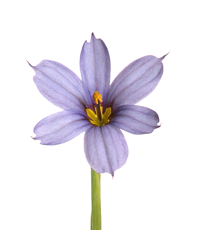 Sisyrinchium angustifolium — flowering habit