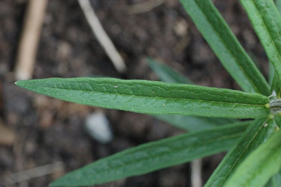 Alternate, narrow lance-shaped leaves of butterfly milkweed on a hairy stem