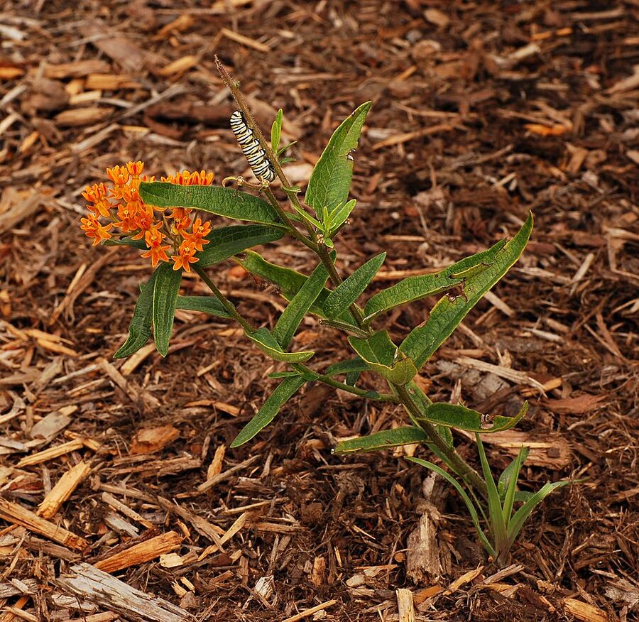 Monarch butterfly caterpillar feeding on Asclepias tuberosa leaves