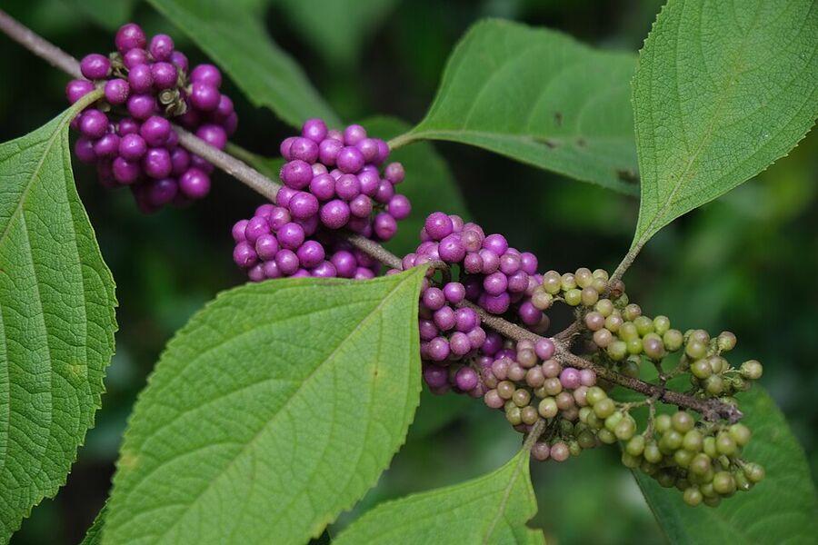 Dense clusters of magenta-purple beautyberry drupes wrapped around a stem