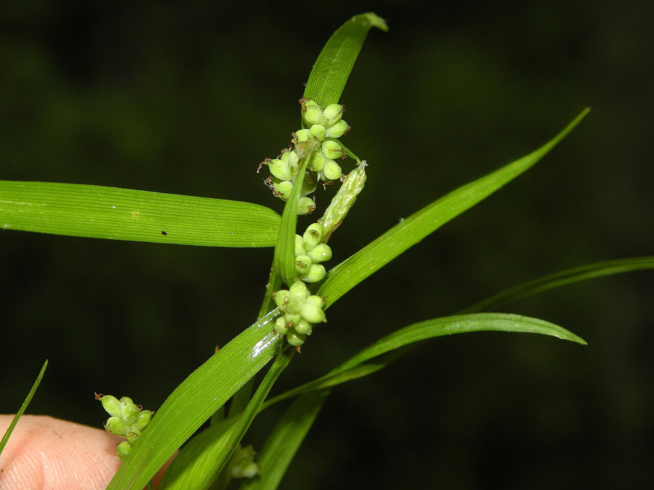 Carex blanda — flowering habit
