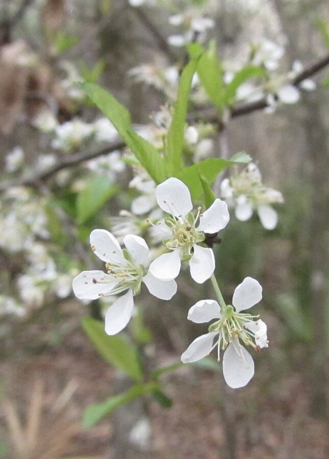 Prunus angustifolia — close-up of small white five-petaled flowers in early spring