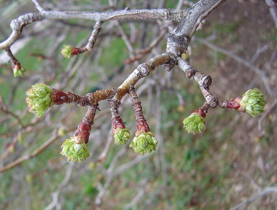 Downy hawthorn buds breaking dormancy in early spring with downy young leaves