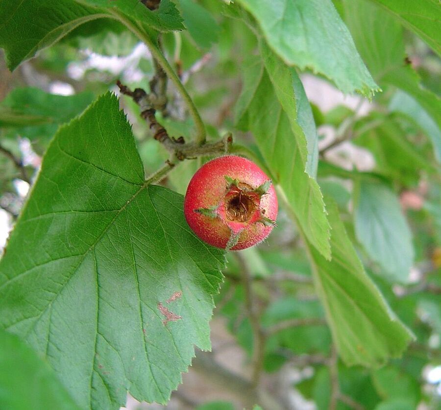 Crataegus mollis — close-up of large red ripe haws (pomes) in late summer