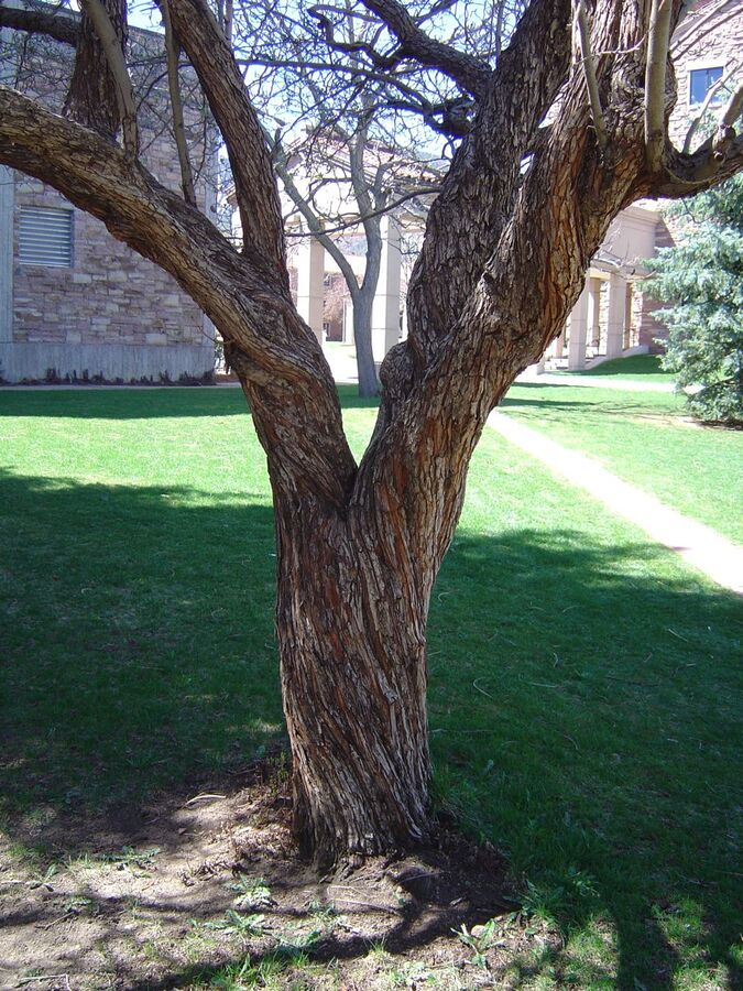Gray scaly bark of mature downy hawthorn trunk