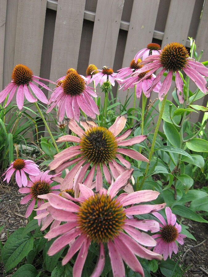 Stand of Echinacea purpurea in cultivation showing typical clump form