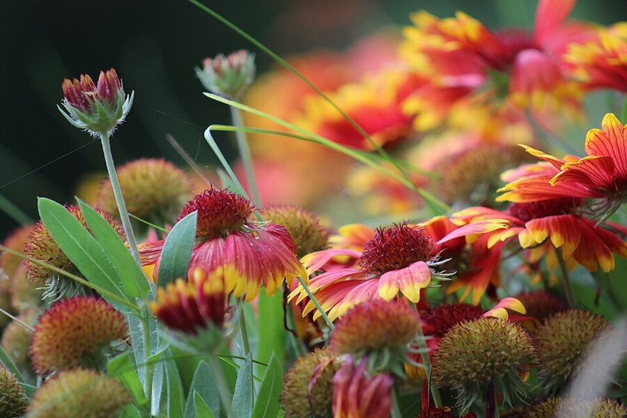 Side view of Gaillardia pulchella flowers showing red-orange ray florets tipped yellow and the maroon disk