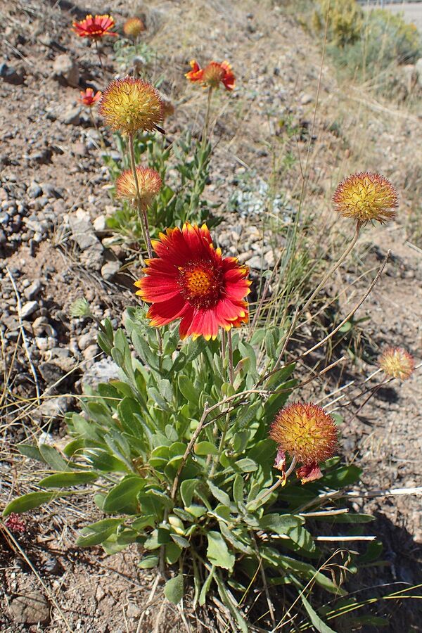 Whole Gaillardia pulchella plant showing sprawling habit and gray-green basal leaves