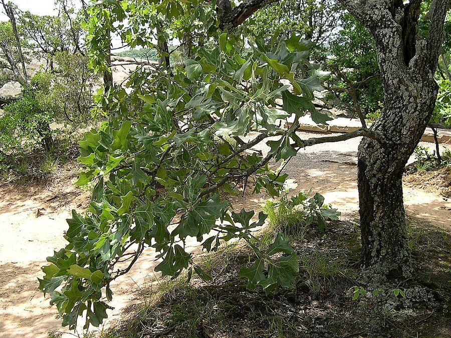 Blackjack oak growing on a rocky outcrop — typical xeric habitat