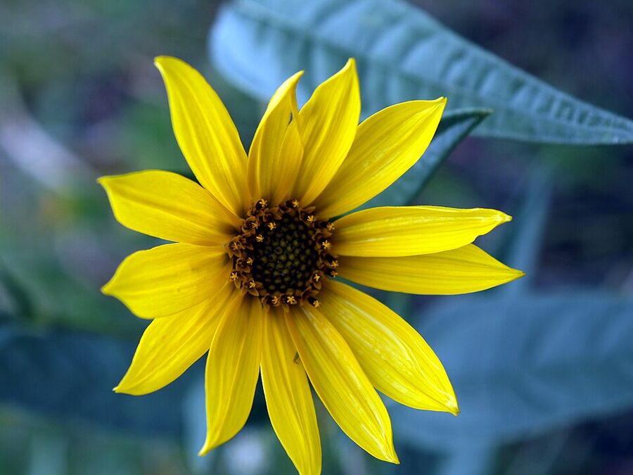 Maximilian sunflower habit in a tallgrass prairie setting