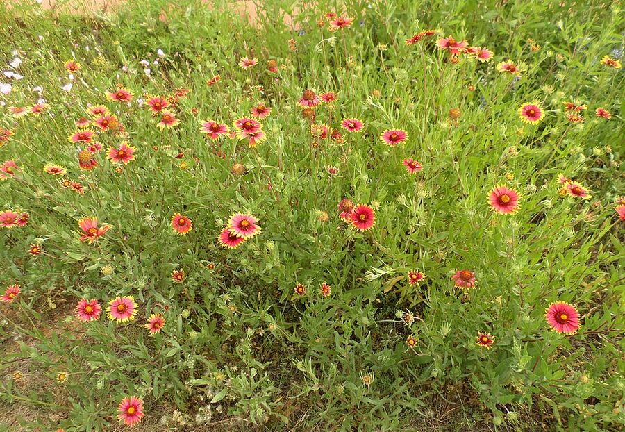 Mass planting of Gaillardia pulchella showing dense roadside-style bloom