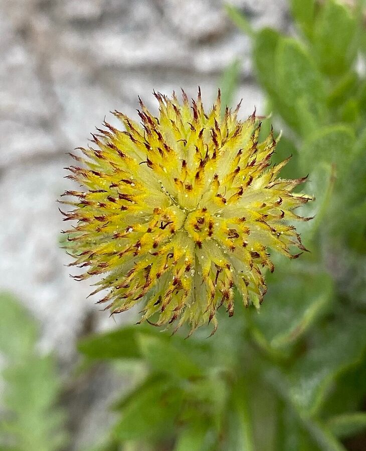 Bristly globular seedhead of Gaillardia pulchella with awned achenes
