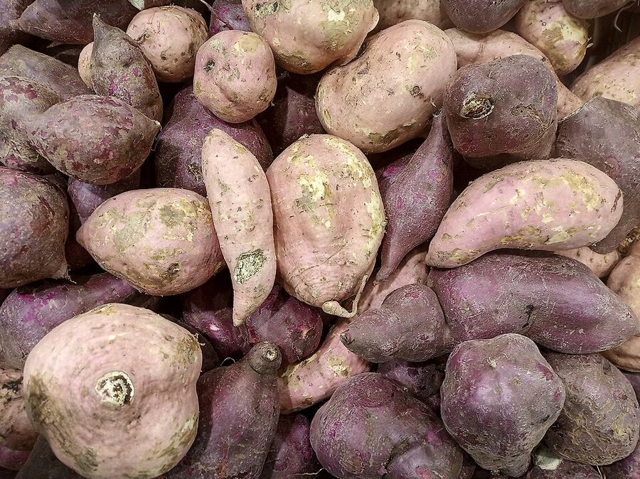 Harvested sweet potato storage roots showing variation in shape and skin color