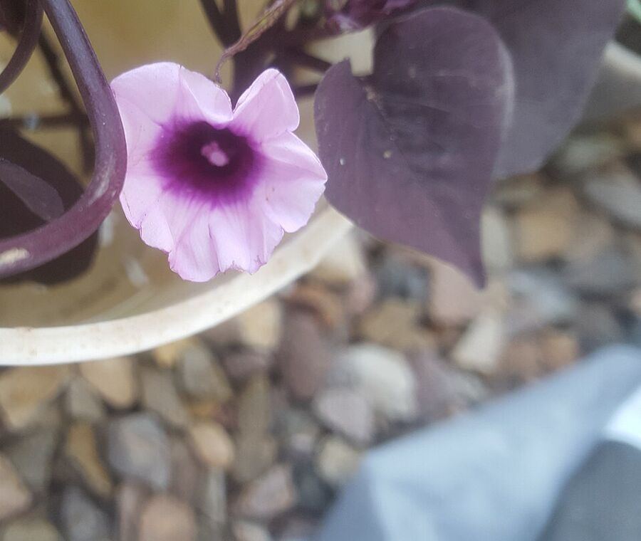 Lavender-pink morning-glory flower of Ipomoea batatas with darker throat