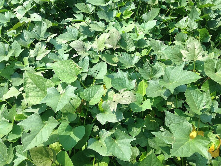 Heart-shaped and lobed leaves of sweet potato vine showing leaf-form variability
