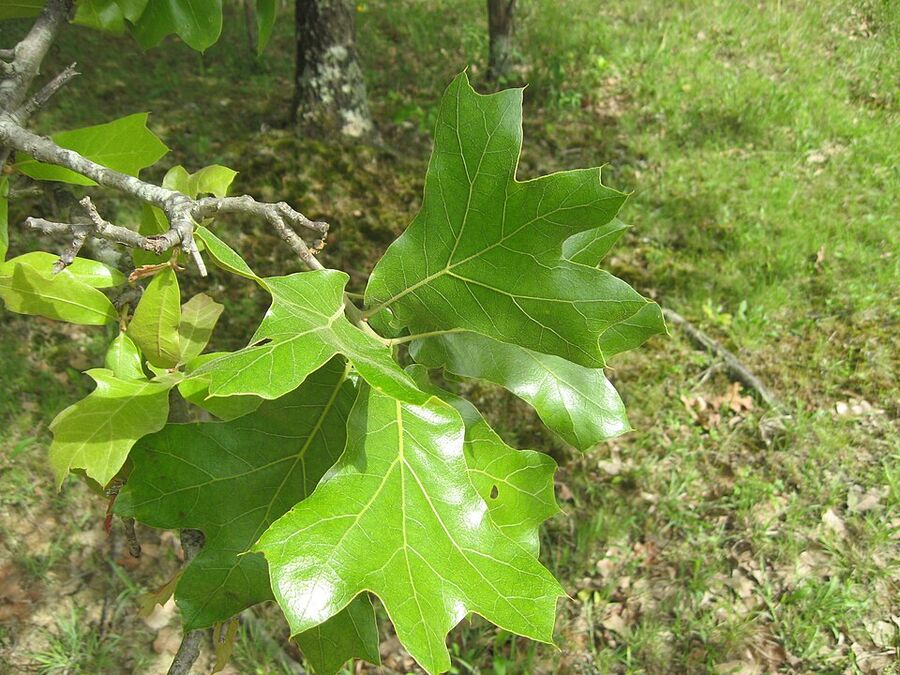 Blackjack oak leaves — broad three-lobed bell-shaped, leathery, dark green