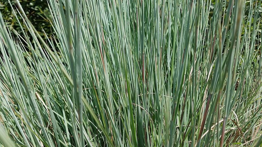 Little Bluestem in prairie setting showing characteristic vase form and warm seasonal color