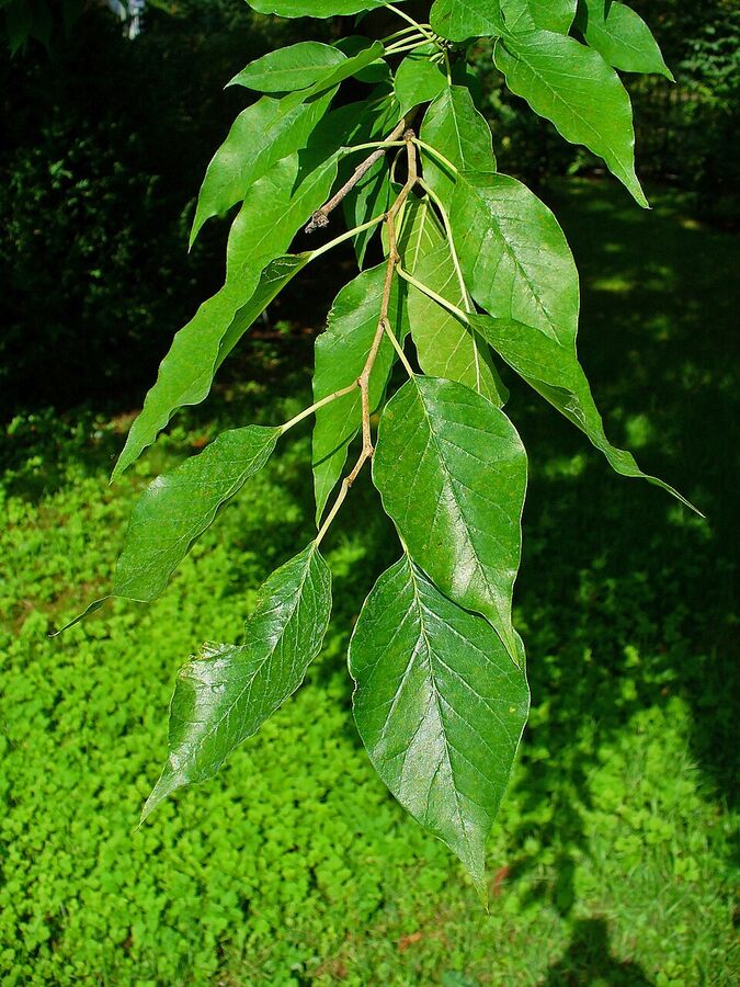 Glossy ovate-acuminate alternate leaves of Maclura pomifera