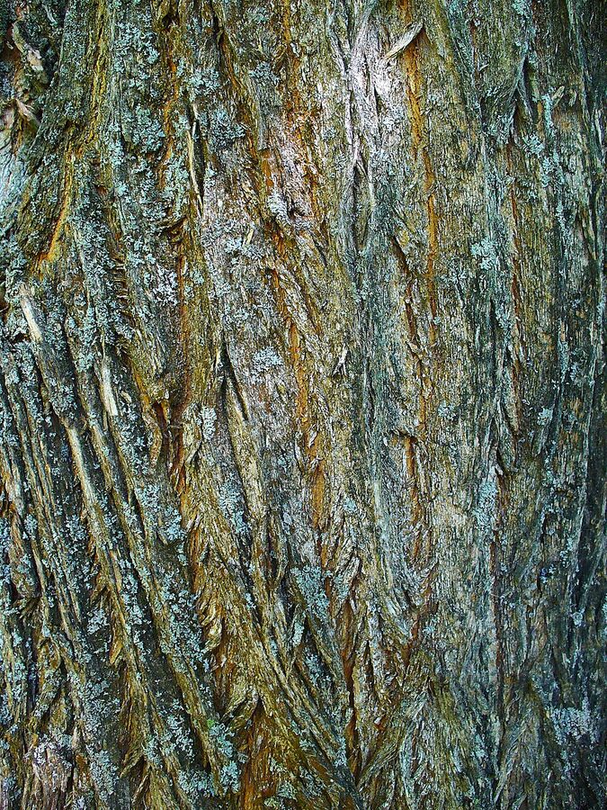 Deeply furrowed orange-brown bark of mature Osage Orange