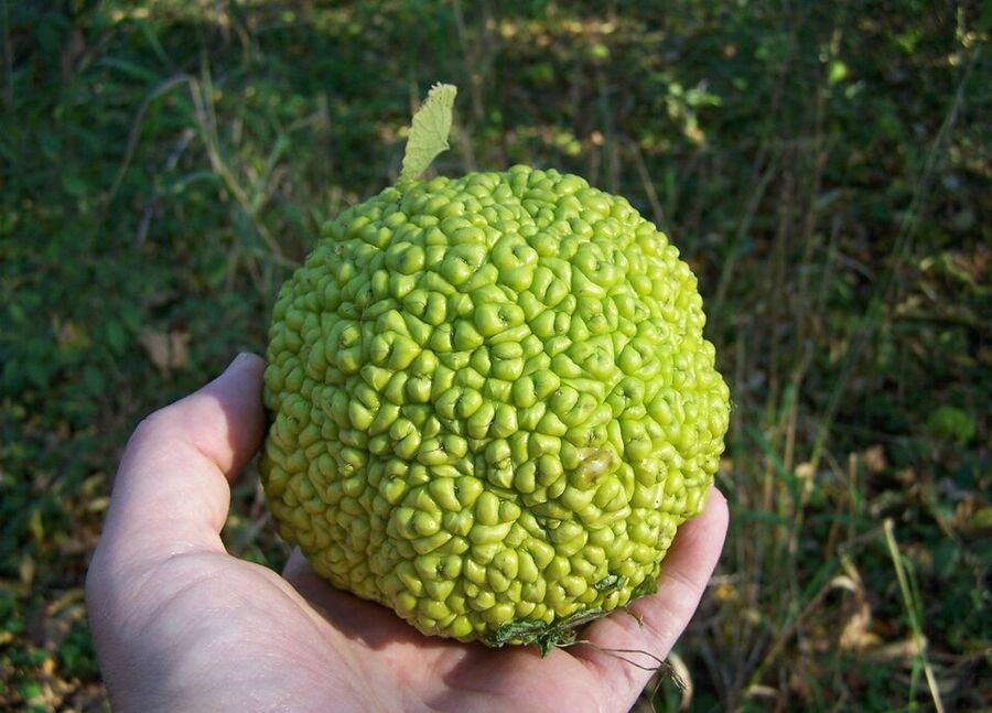 Mature multiple fruit (syncarp) of Maclura pomifera — the hedge apple