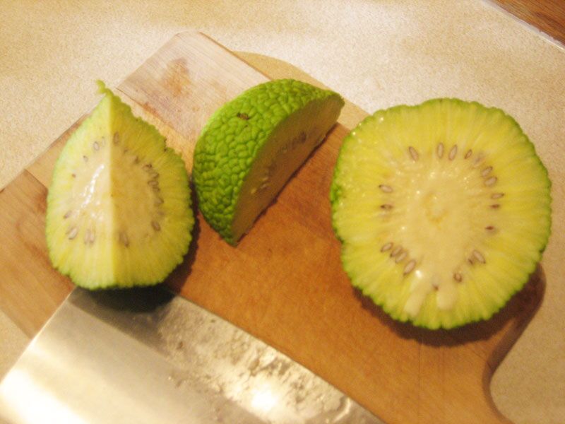 Cross-section of an Osage Orange fruit showing internal drupes and milky latex