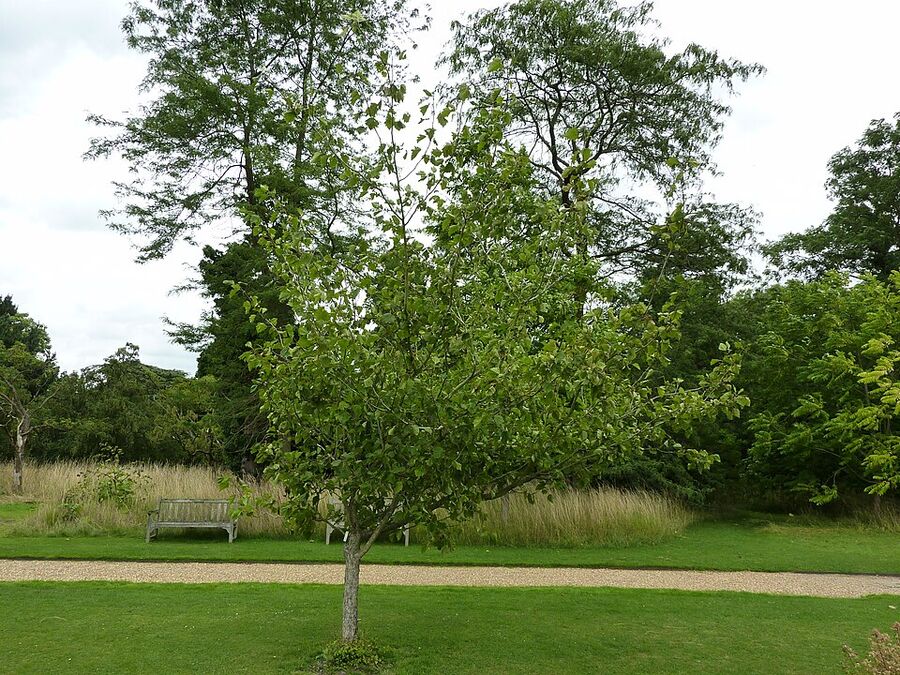 Full view of a cultivated downy hawthorn tree showing broad rounded crown